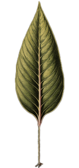 Blatt animiert